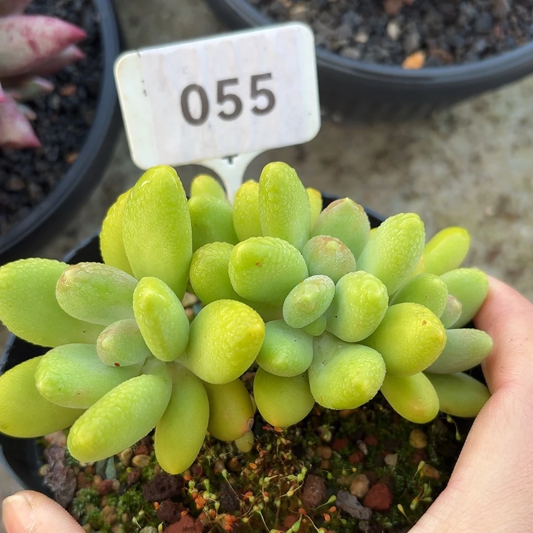 KK奶12345678910011111