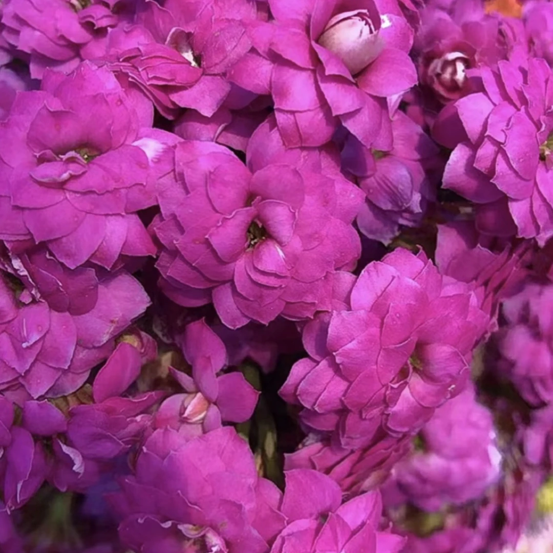 长寿花～【芳蒂娜】