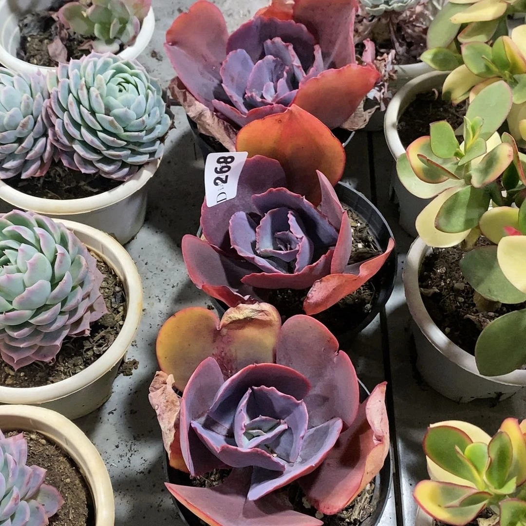 墙*268天空之城多肉3颗