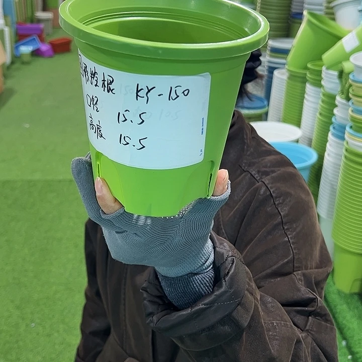 正品圆控口15高15果绿无托10只