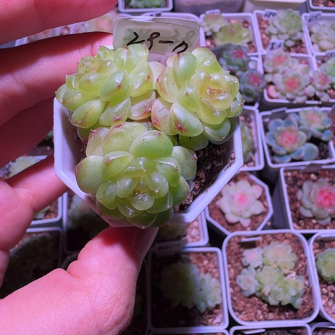 29-12福利TN三头群生