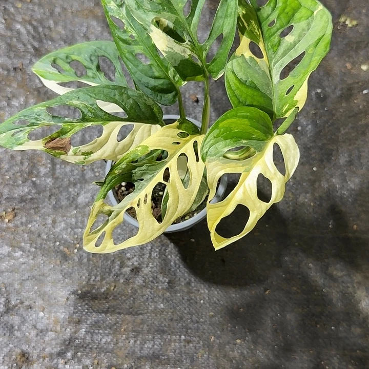 铁***鹅无花朵大叶小洞锦