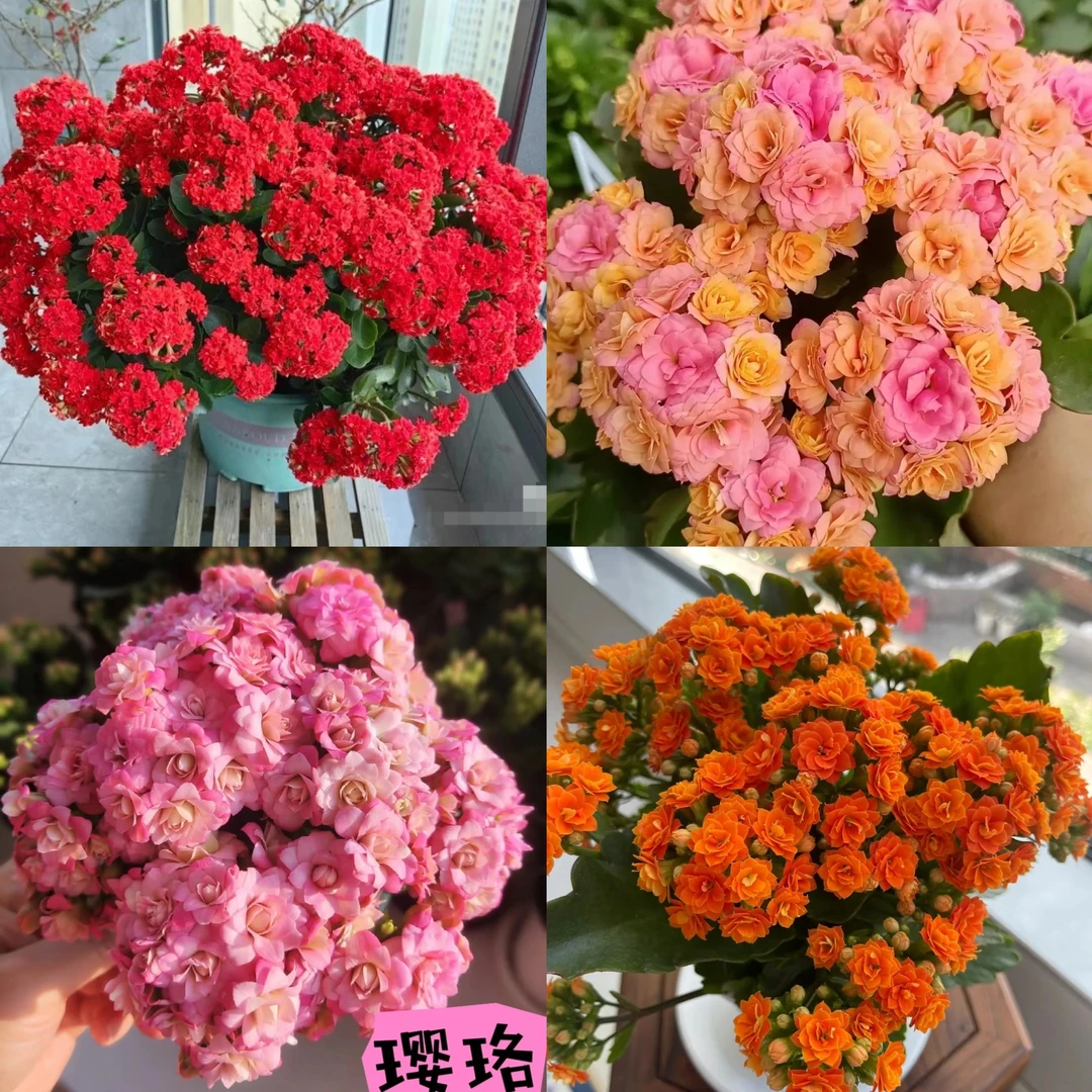 110盆4棵【红狐狸 奶油玫瑰 璎珞 安尼斯】四盆四色长寿花福利组合