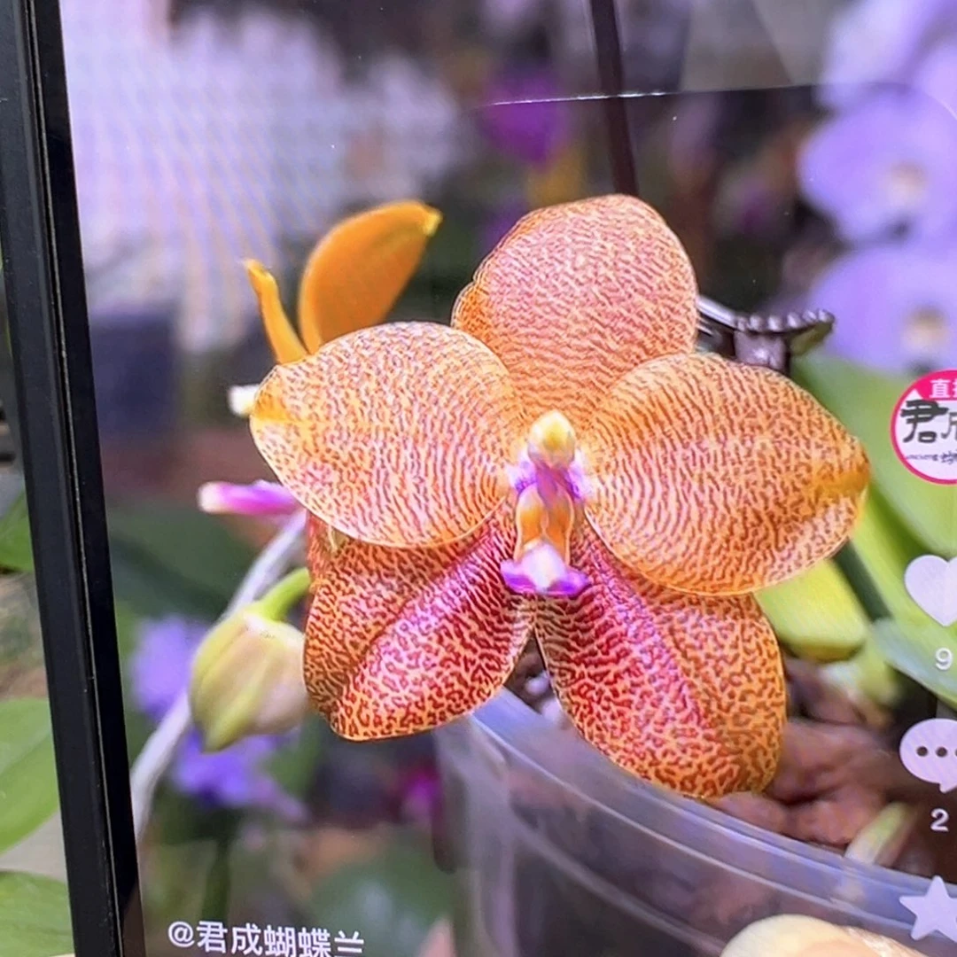 当前无花栽培后可以开花
