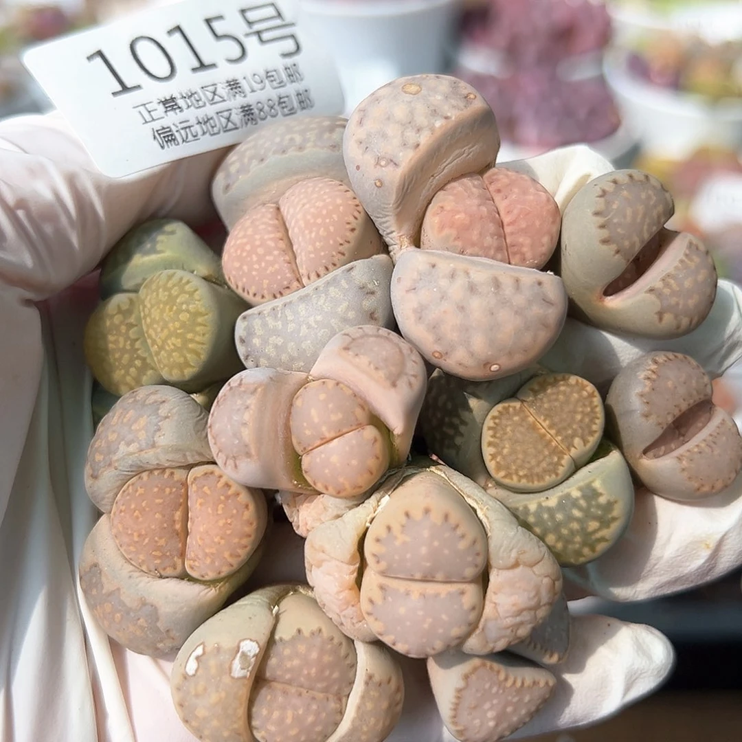 1015饼干共10颗有颗双头饼干