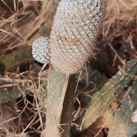 3113直刺佩雷仙人球球的一