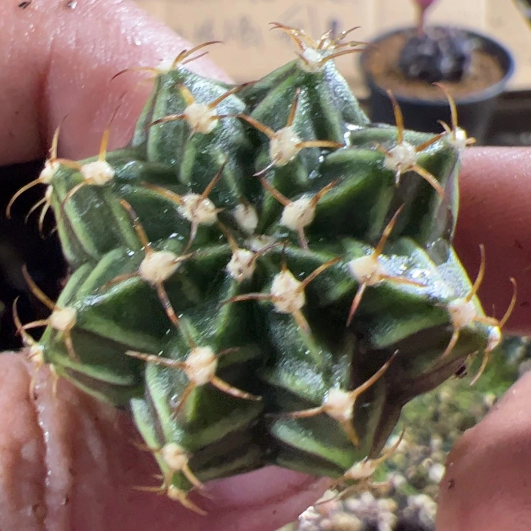 当前无花栽培后可以开花662