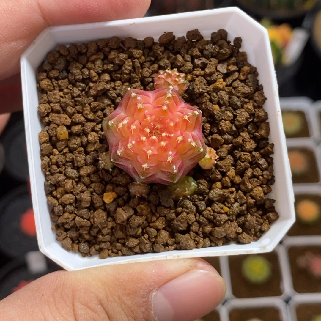 轮回—带盆土发货46