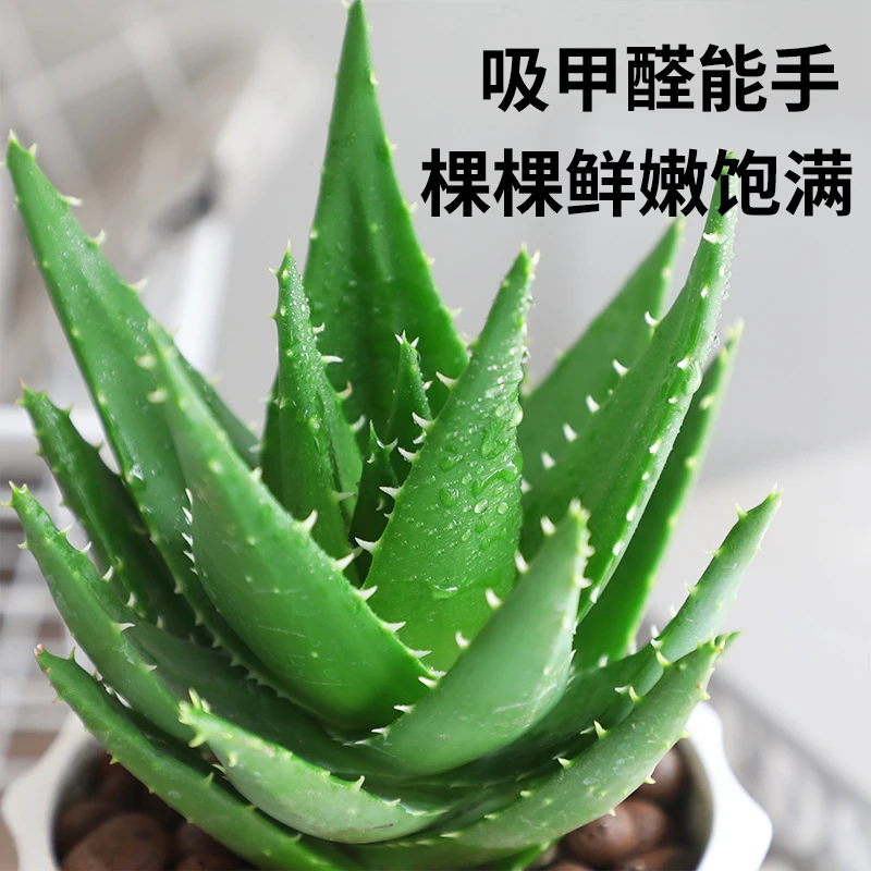 芦荟盆栽室内除甲醛净化空气植物办公桌仙人掌多肉芦荟四季好养活