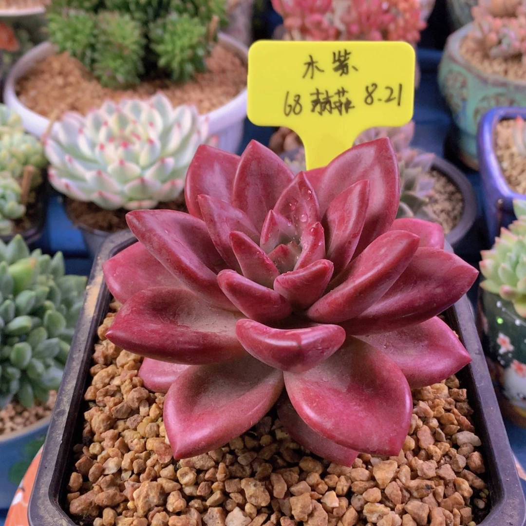 木***紫我们家的小仙女们