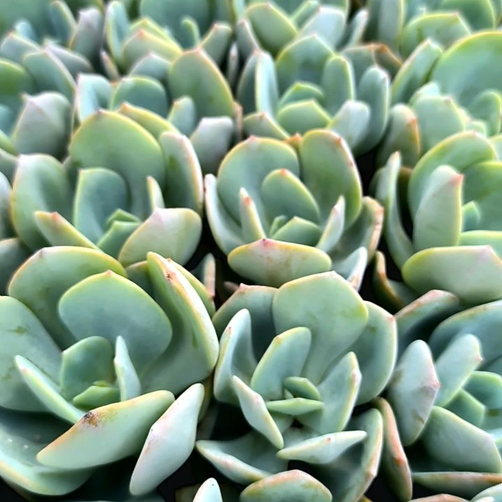 大白凤满5元包邮，