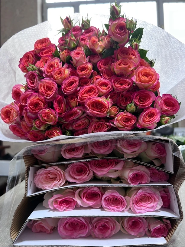 艾莎玫瑰20支+爱丽丝多头玫瑰10支（其中5支玫瑰不售后）+营养剂