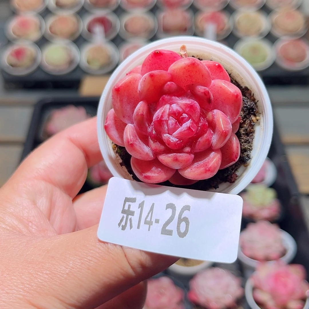 乐14-26 秋池单头