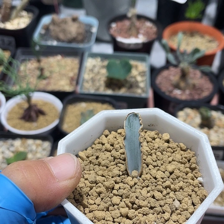 140蛞蝓弹簧草块根