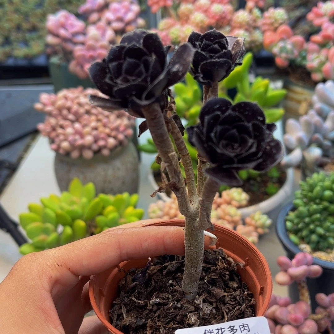 444-丸叶黑法师多肉6cm