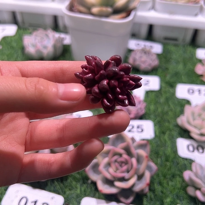 梓*?紫梦侧芽一颗一物一拍