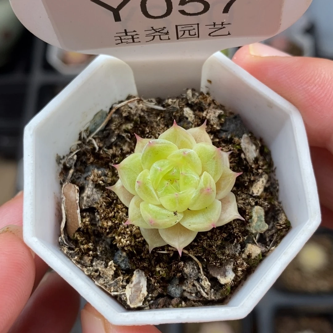 0057？麦饭单头 2cm