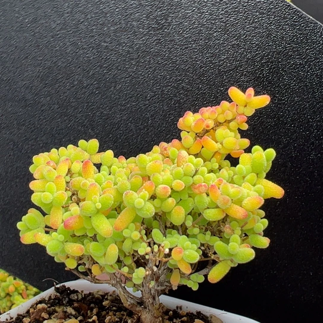 dy3758精控蜜橘糖球冠幅