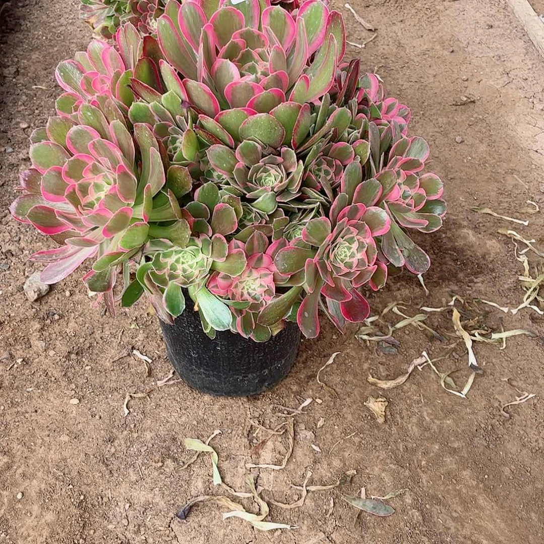 晏*多肉植物137男神
