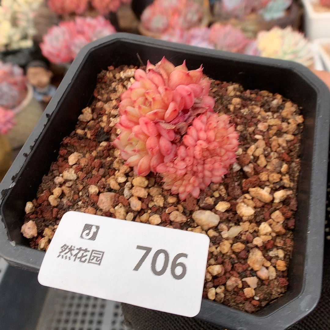 706白胖綴化多肉植物6666