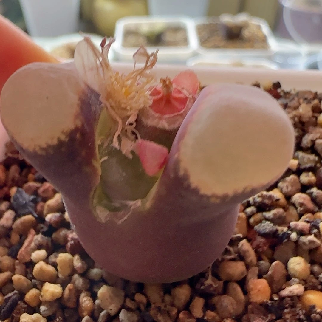 日进。 纯红。 精品母本 3cm