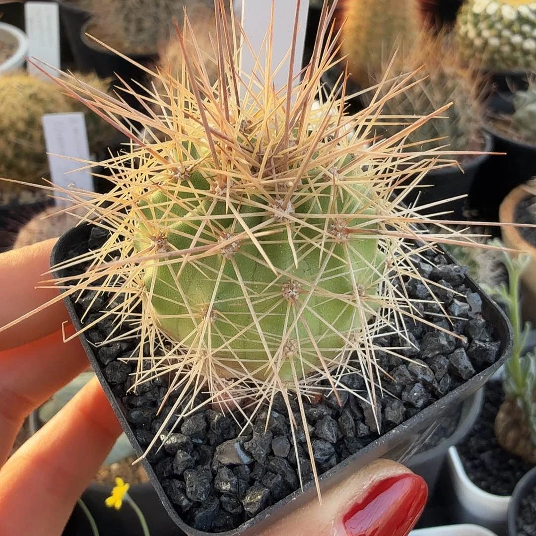 实生长刺海虾脱土发货