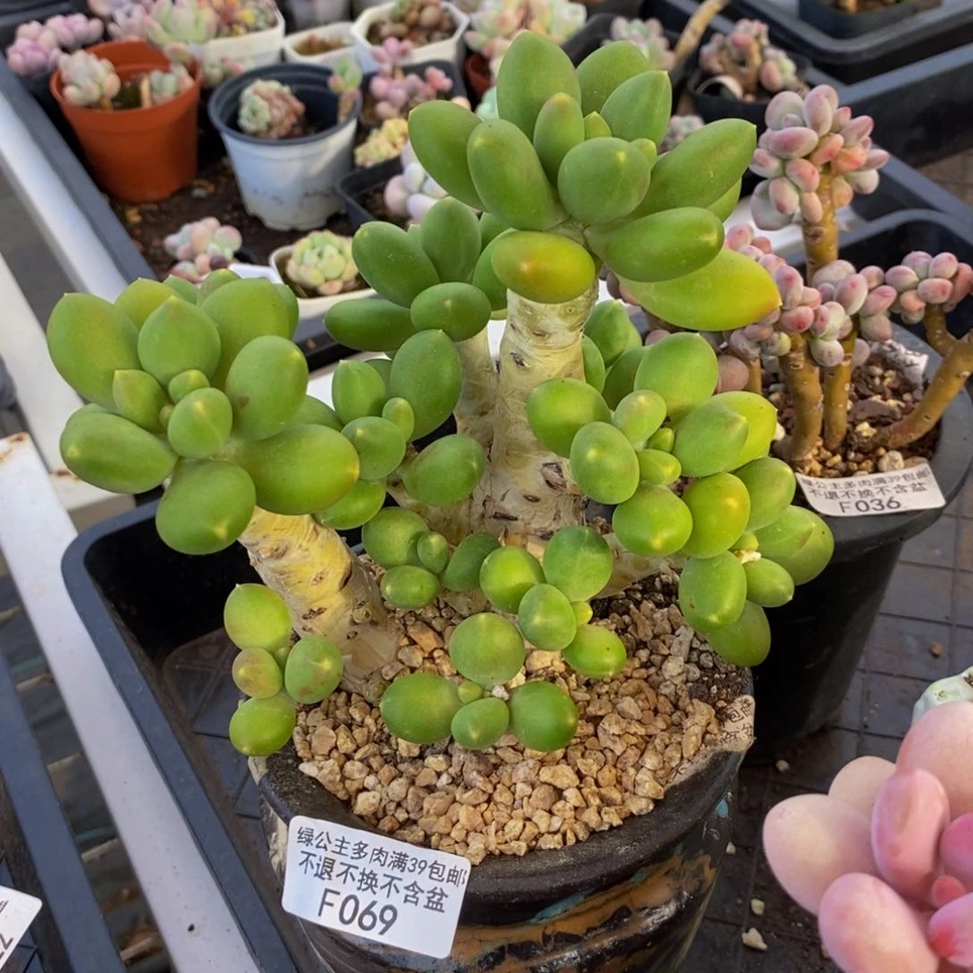 069金蟾芒果奶多肉12cm