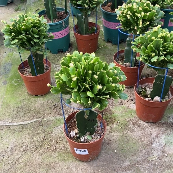 当前无花栽培后可以开花925嫁接028