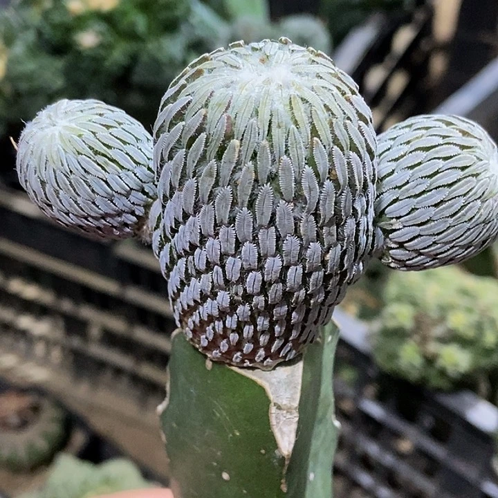 无花朵福利苗接精巧丸群946