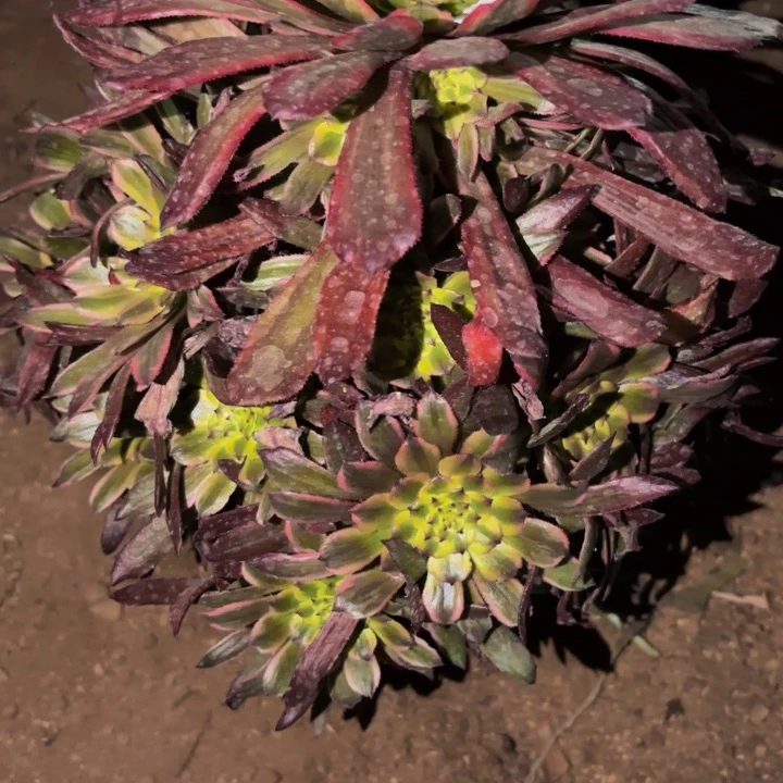 黄花梨多肉植物不售后量拍