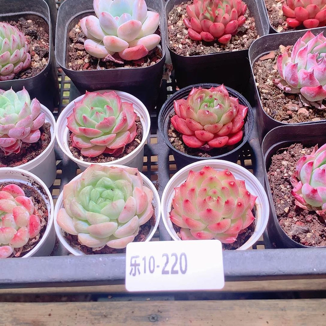 乐然10-220 框拍14颗