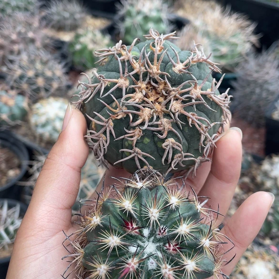 【闪购商品】组合冒根芽微瑕666