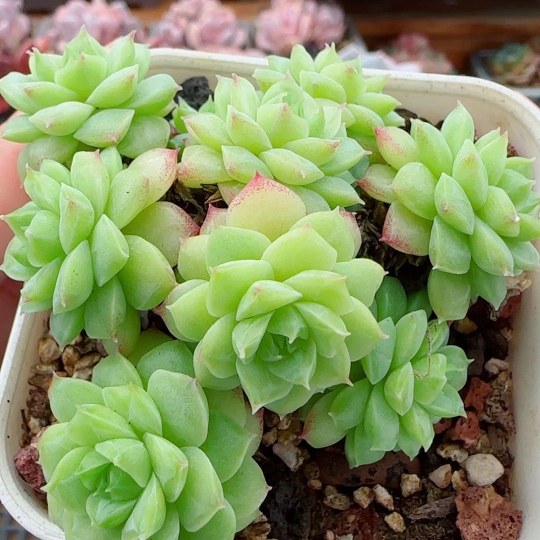 花语逸镜0922-47女王散