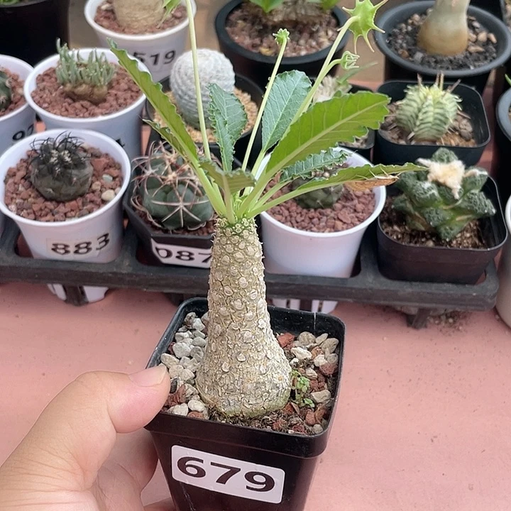 679盘花琉桑块根，