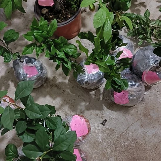 无花朵中国红金弹子嫁接