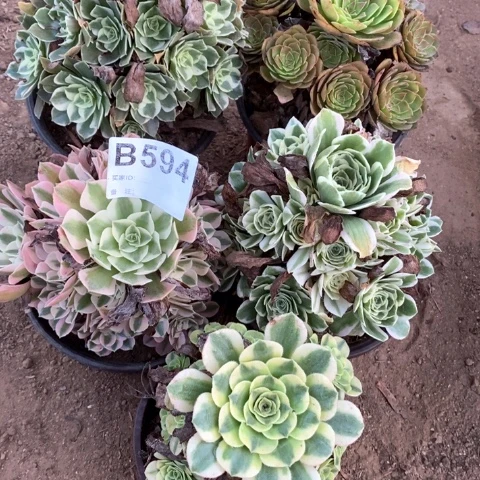 594五颗法师多肉植物