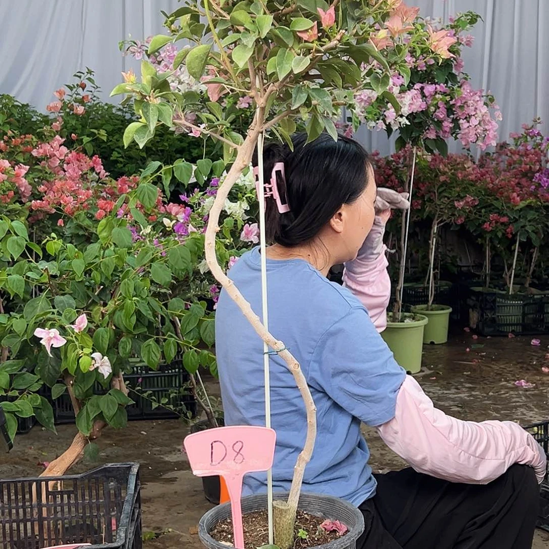0***巧大部分花苞少量开放D8卡亚塔