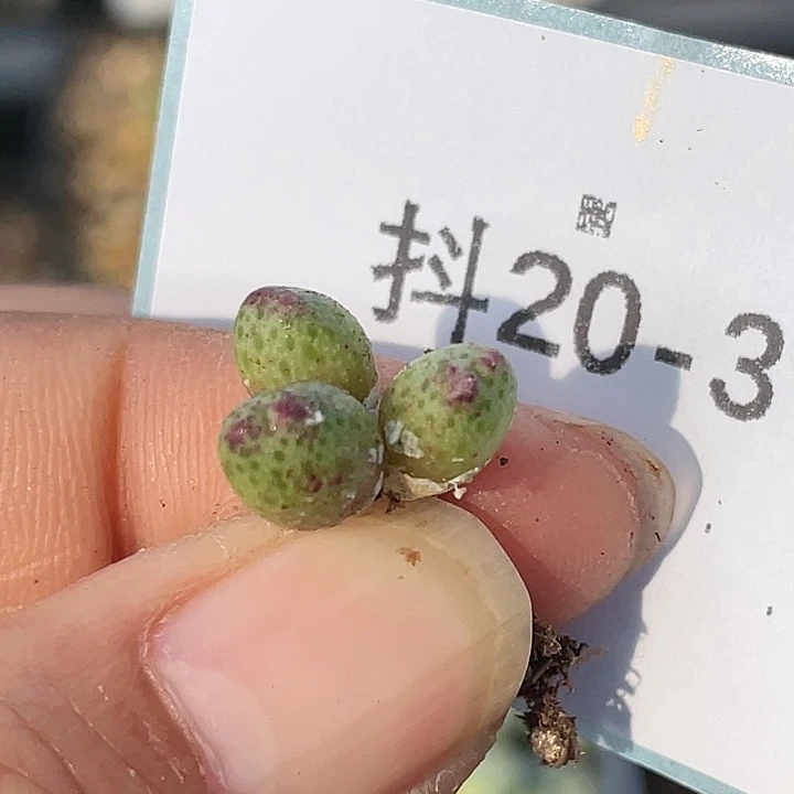 20-3草莓斑马肉锥