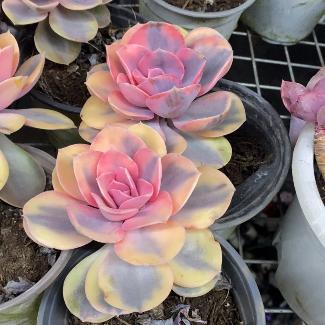 彩虹单头老桩两盆