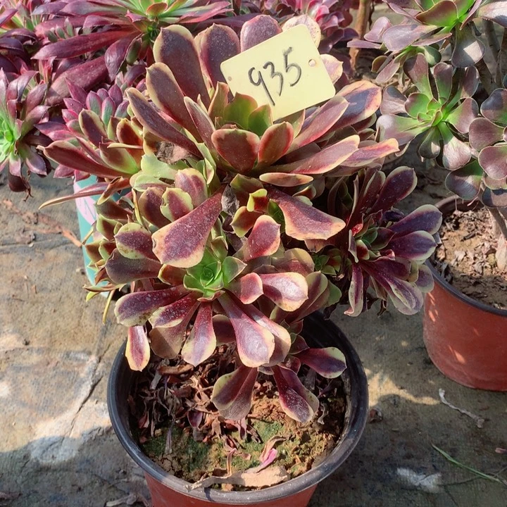 935欧佳丽多肉一物一拍～