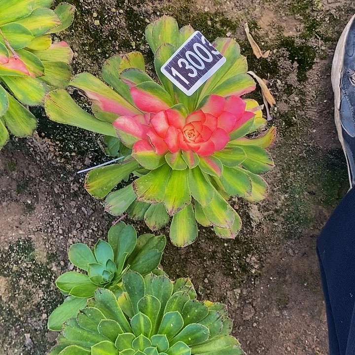 13003号知否法师多肉