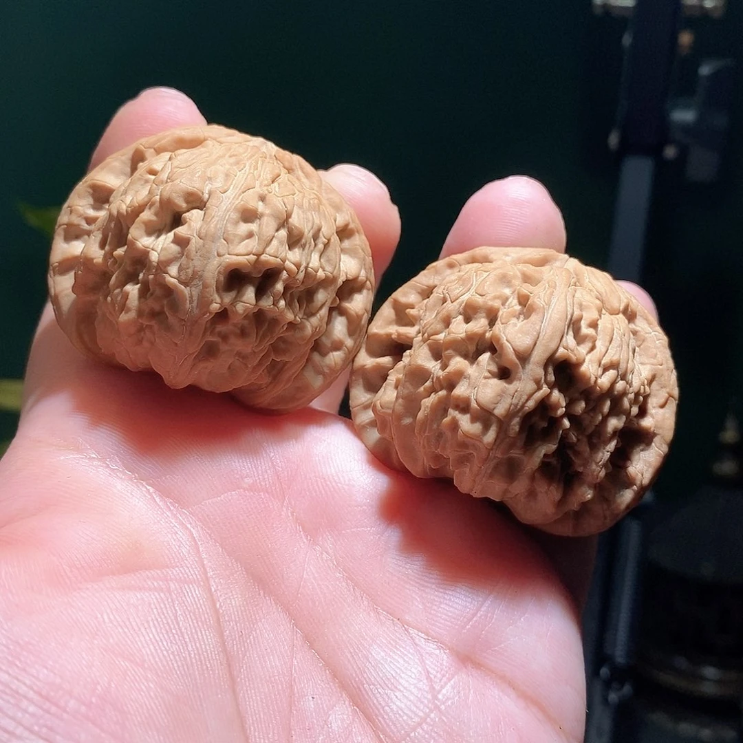 把件文玩核桃46白狮子全品