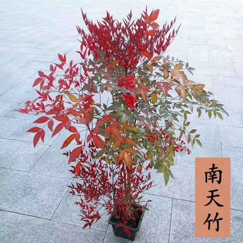 耐寒火焰南天竹老桩带土球南北方好养的景观盆栽