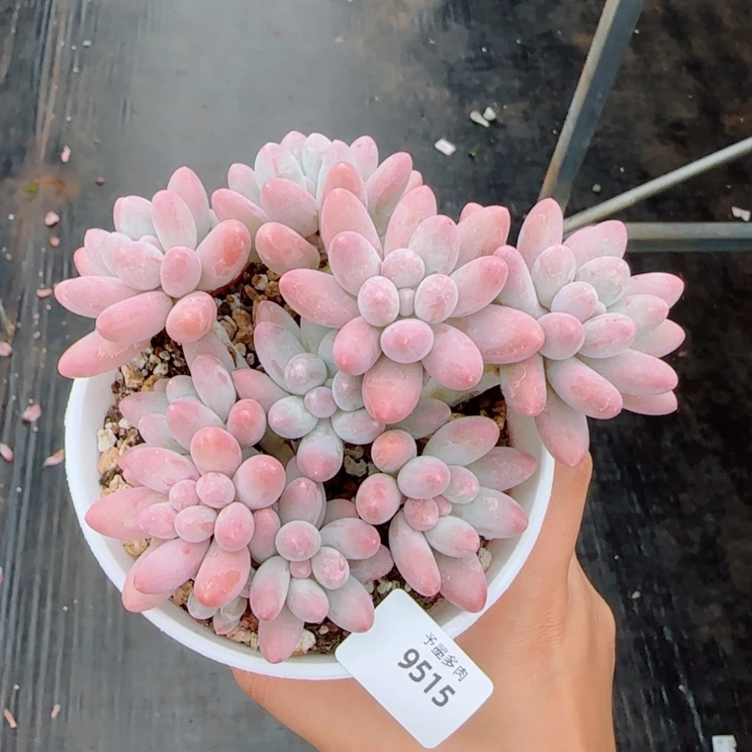 汤圆群无砍，9515多肉植物
