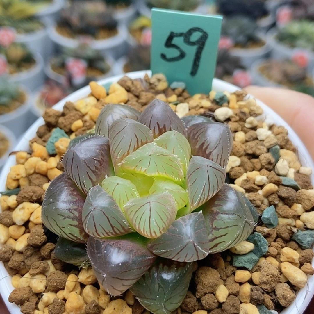 59洛神玉露111111111