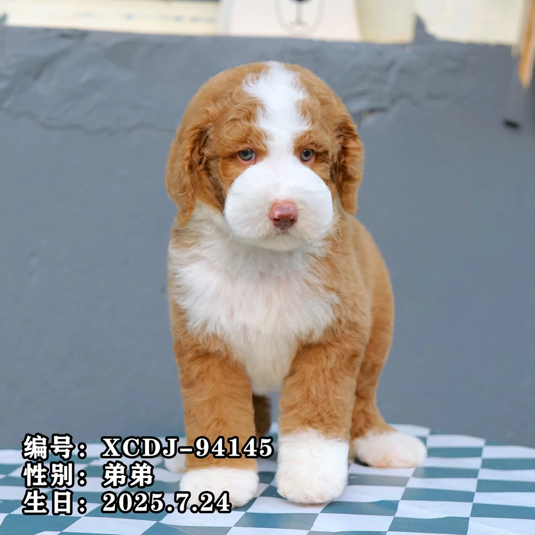 幼犬芯片号XCDJ-94145【红白花巨型贵宾犬】家庭陪伴犬性格温顺纯种