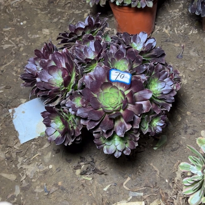 多肉植物黑魔法师70