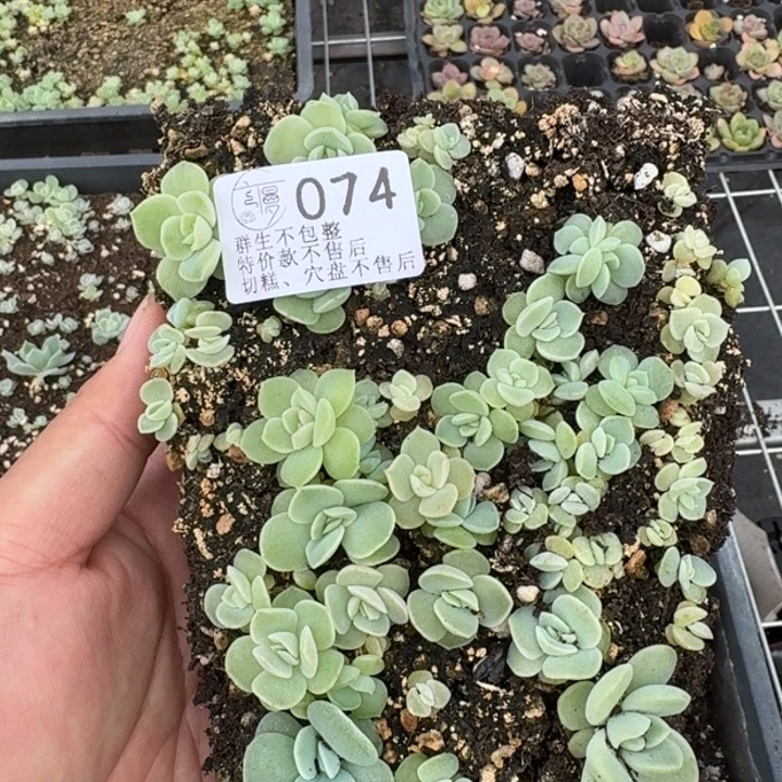 如图074号冰玉杂麦秆长卿切糕一份不售后