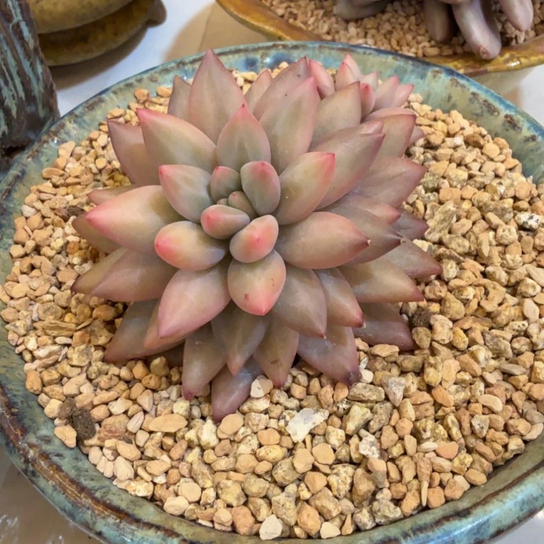 红蜻蜓 安吉园艺锦