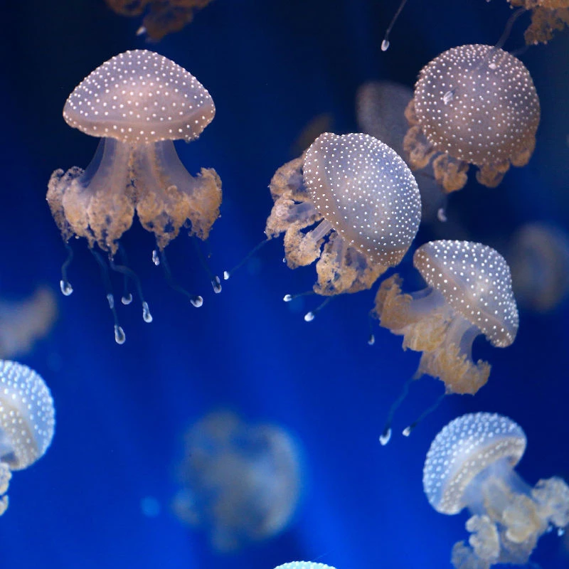 澳洲斑点水母活物宿舍桌面水族造景观赏水母网红爆款水母水母活的